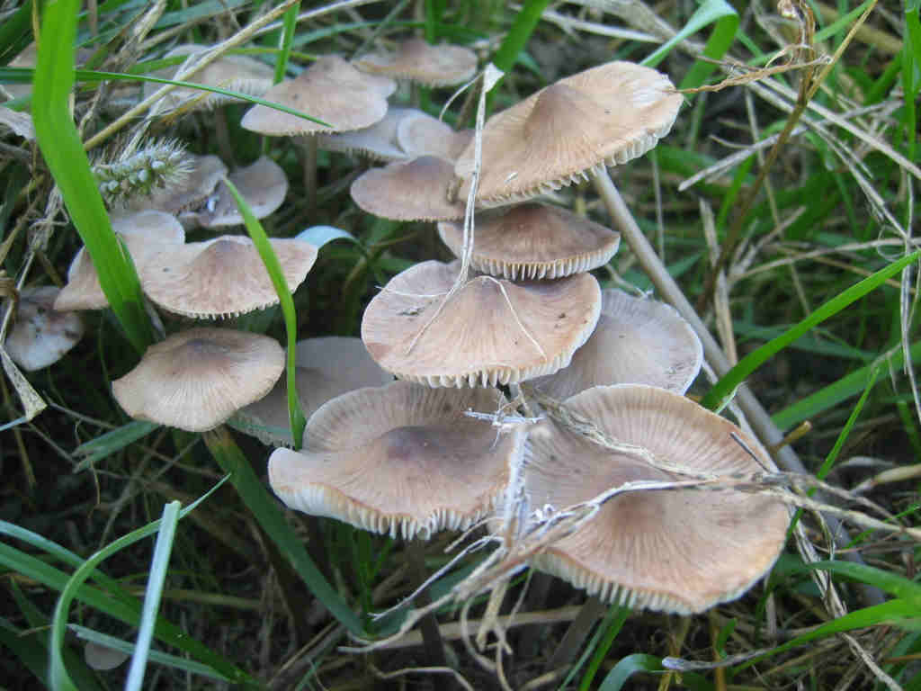2005 :  Un anno di funghi